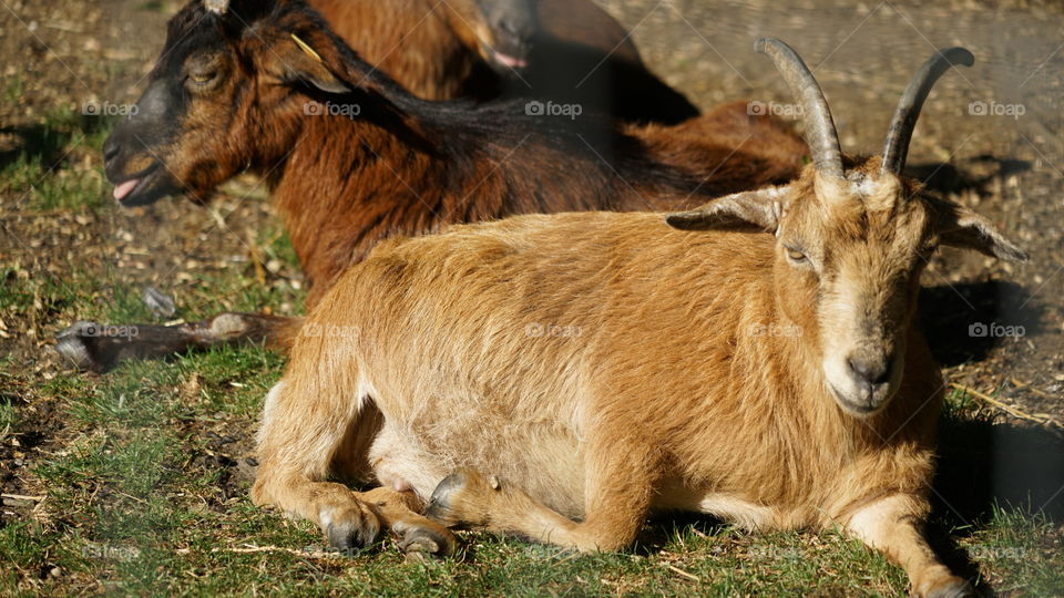 Animals in a park in Antwerp