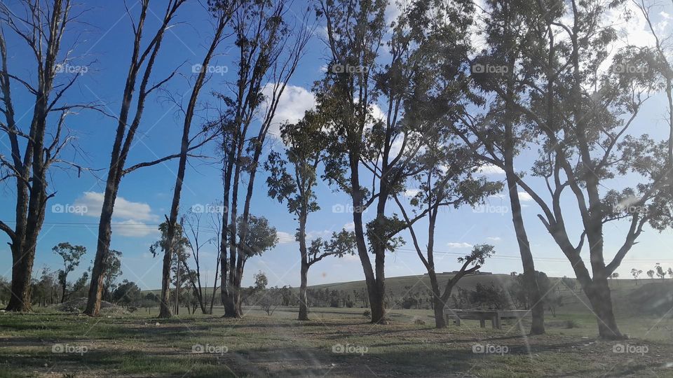 Picture of Trees in the picnic of course 😊
I really love taking pictures of the nature it's beautiful to see this magnificent creations of God ✨️❤️
