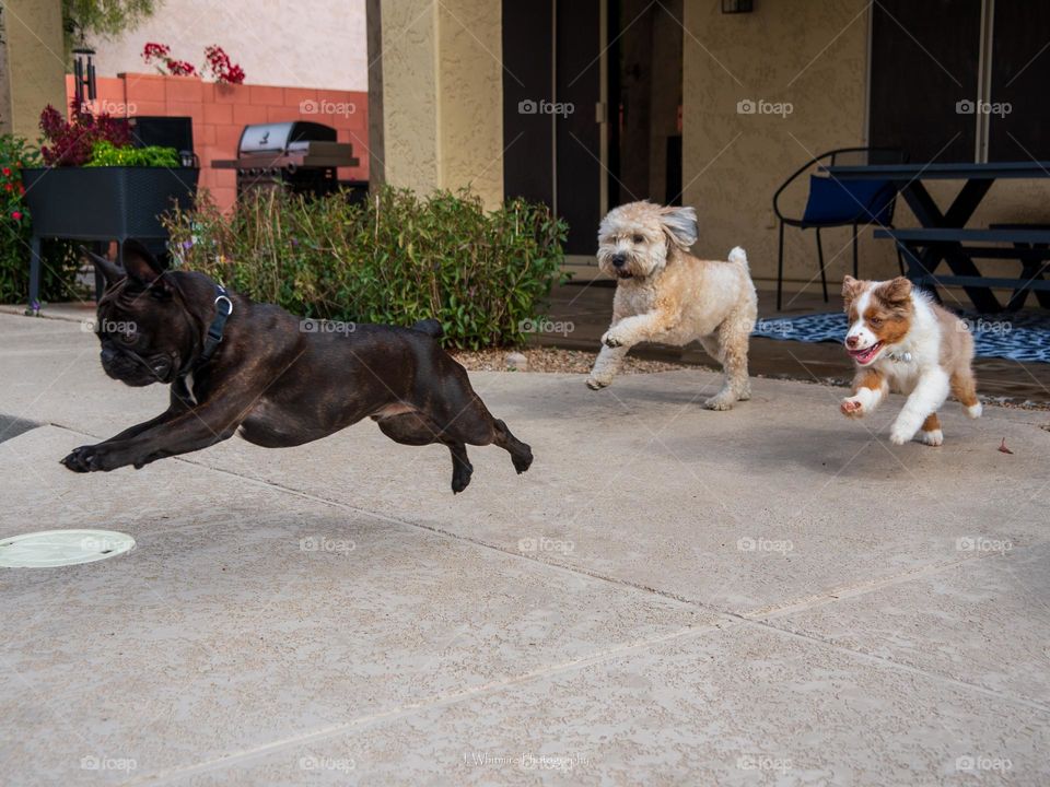 Dogs celebrate a beautiful morning by springing out of the house to play