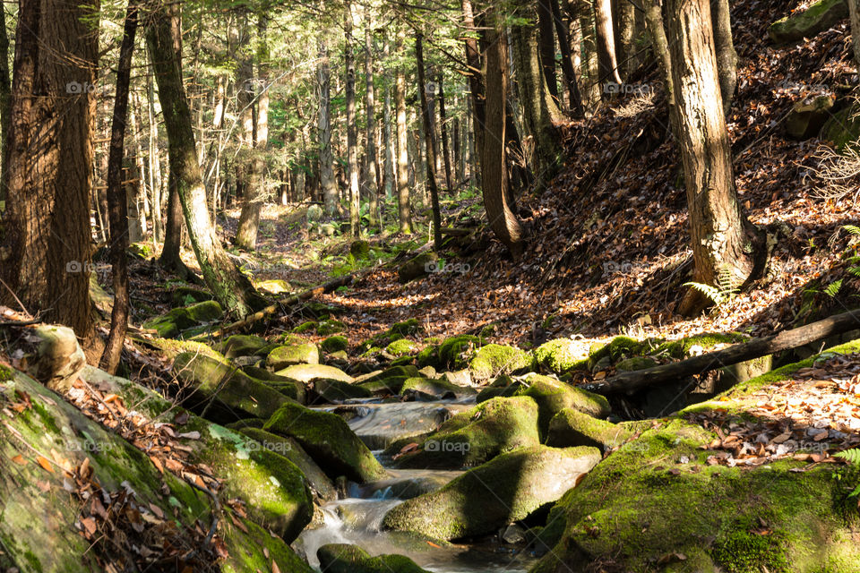 Mossy stream in forest