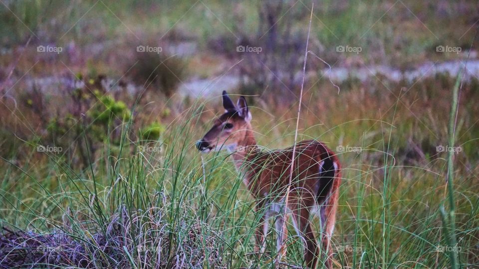 Deer at Fripp Island 