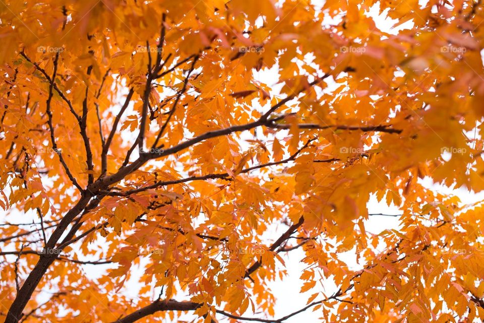 Beautiful golden maple leaves