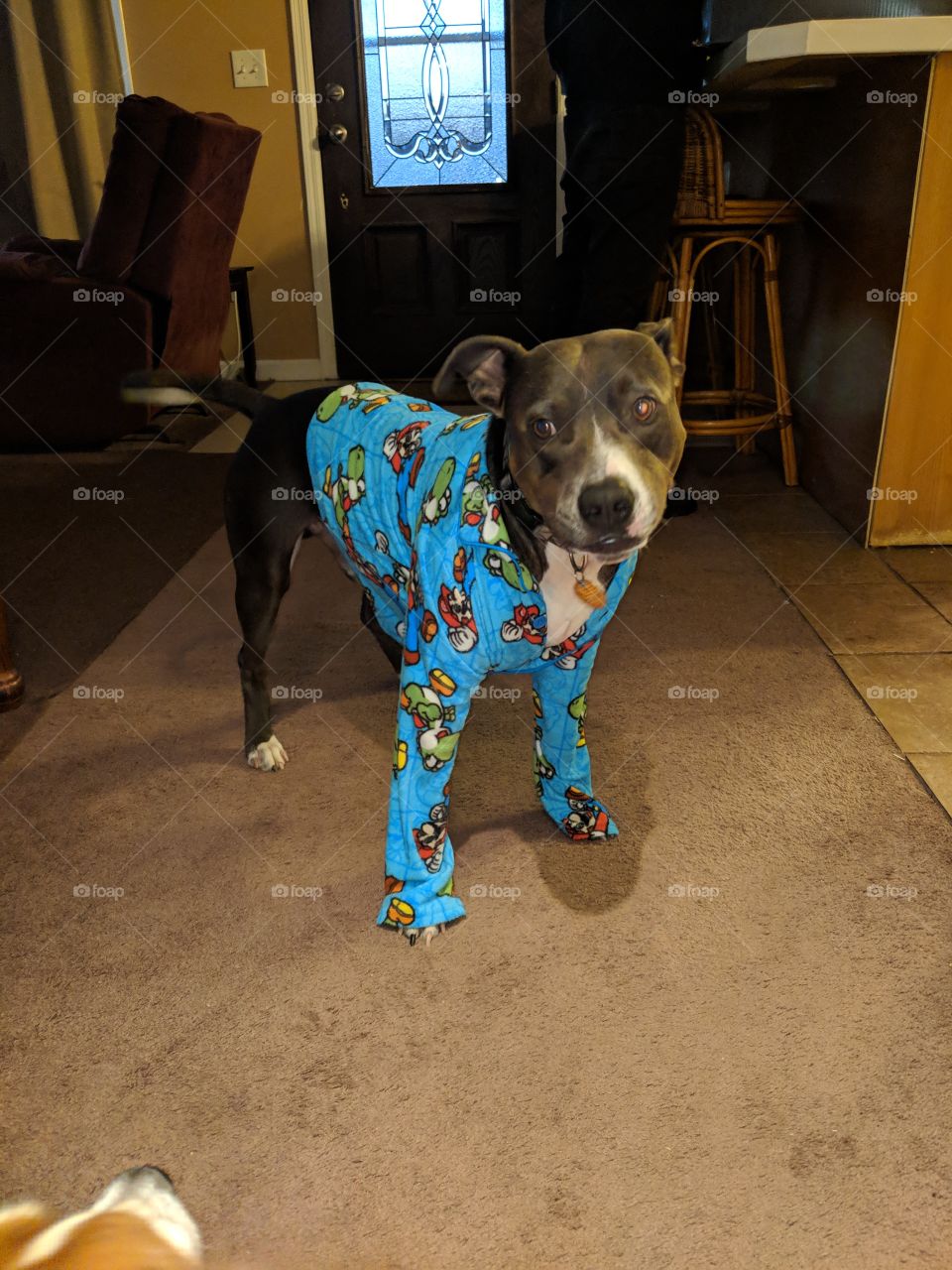 pitbull in pajamas