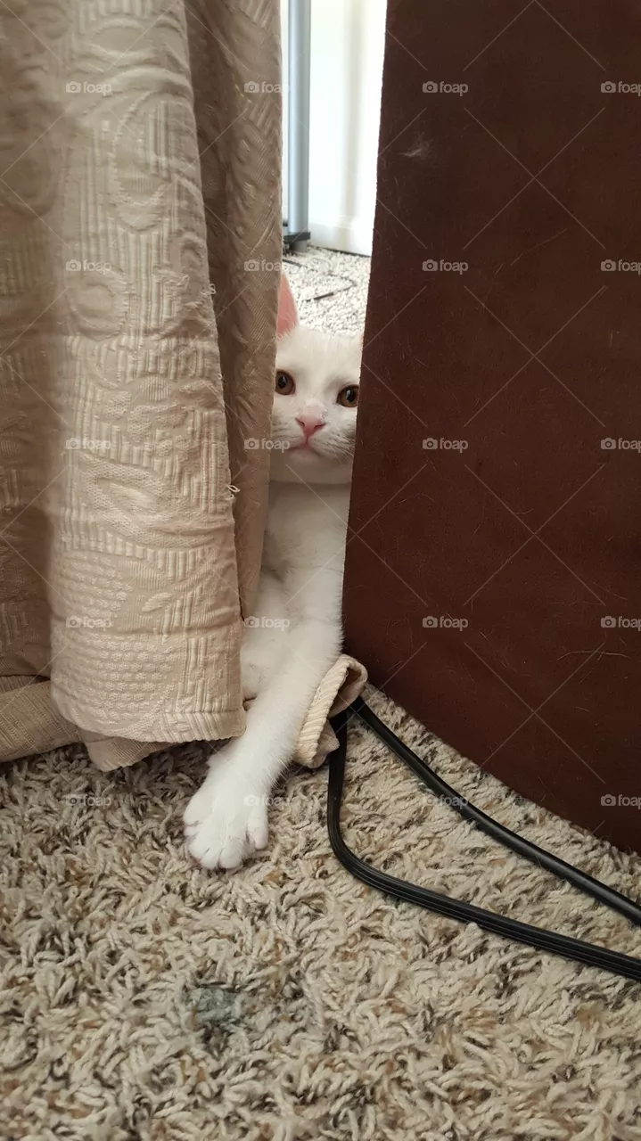 Shy!