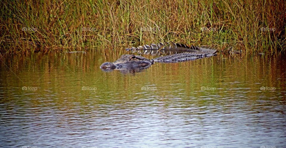 Alligator swimming
