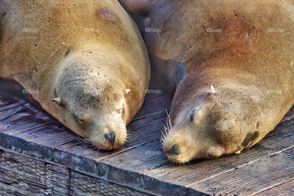 Close-up of two seals