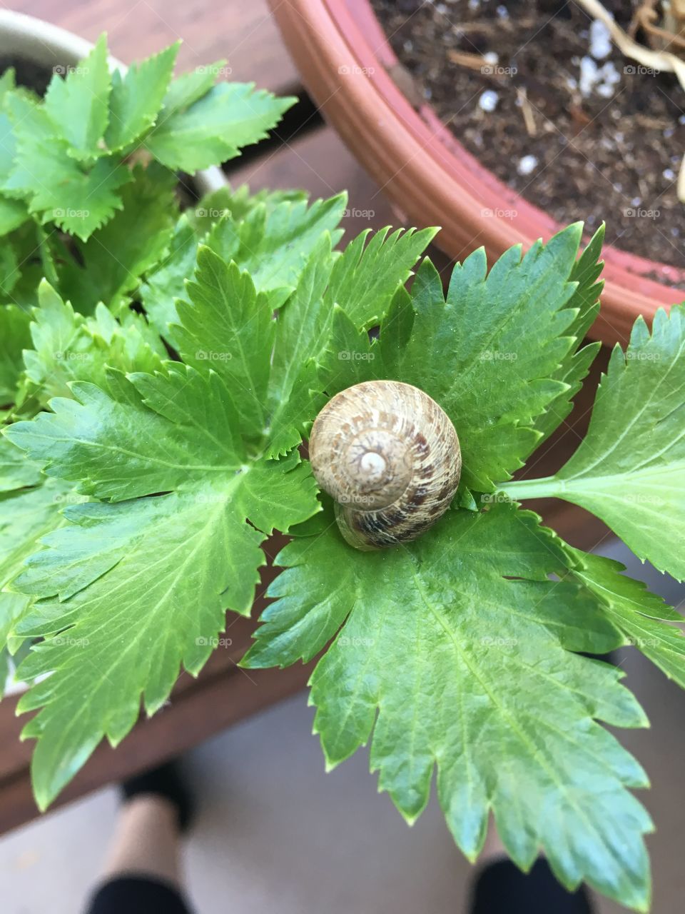 Unwanted guest in the garden 