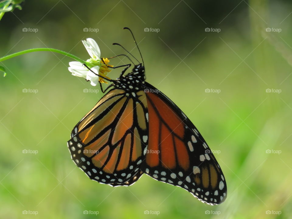 Monarch