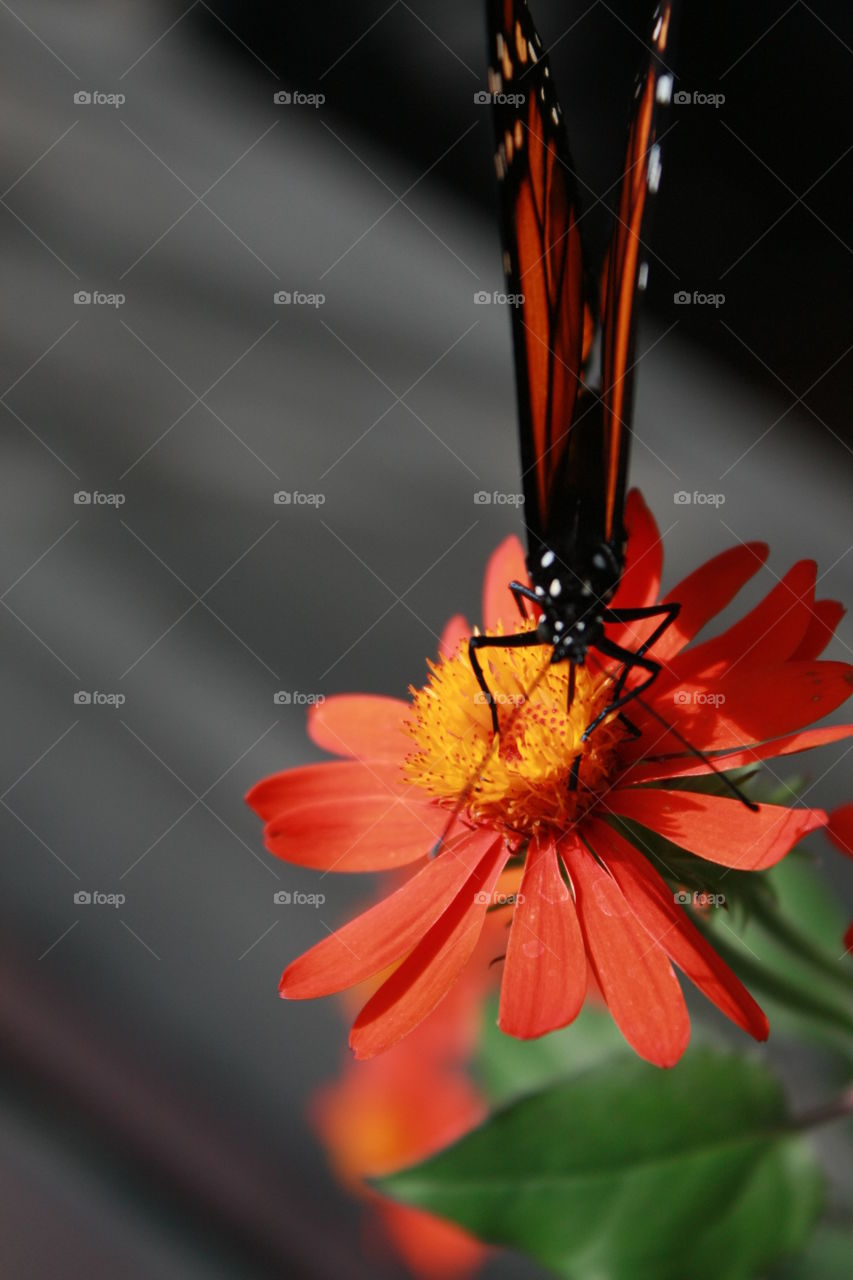 Closeup macro view of a Monarch Butterly its wings folding as it rests on an orange Sahara daisy flower