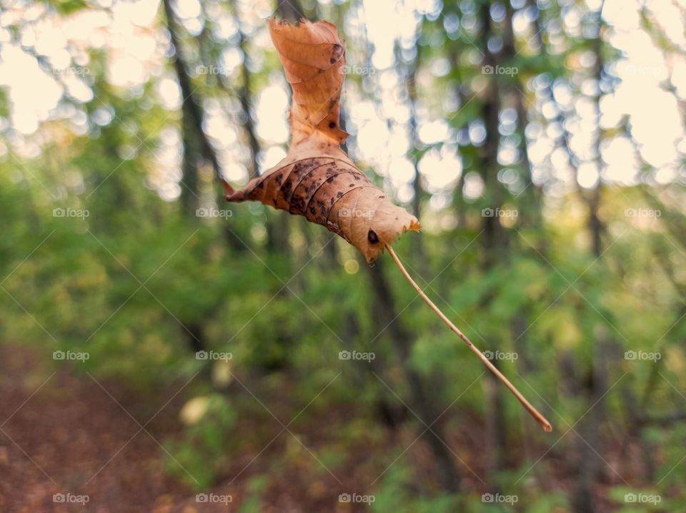 A flying autumn leaf in the forest.