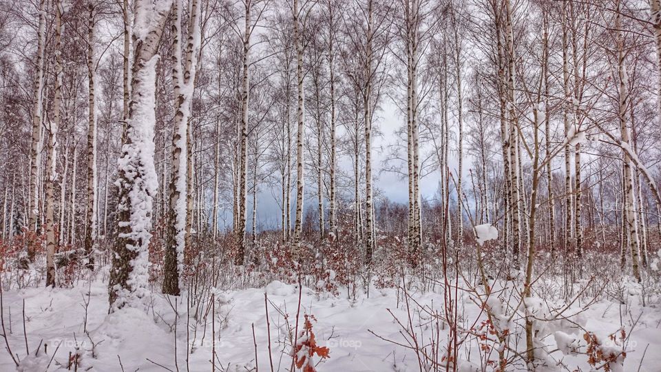 birch forest in wintersnow