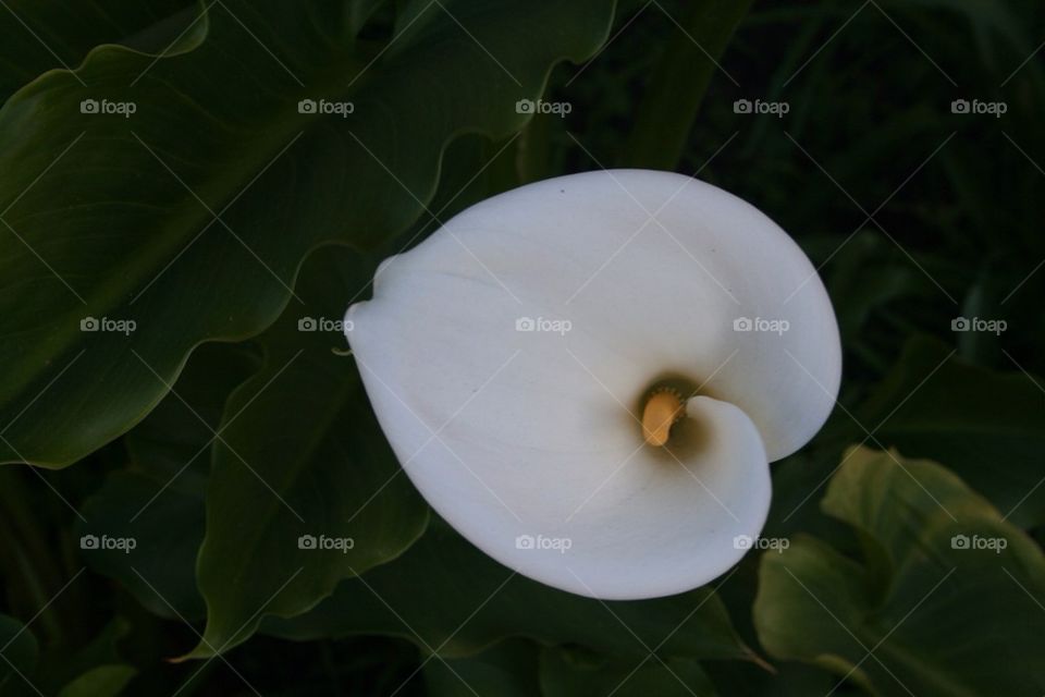 flower macro petal lilly by themalama