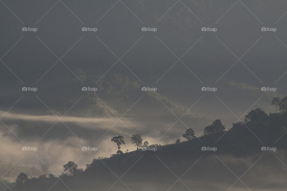 Scenic view of trees in morning