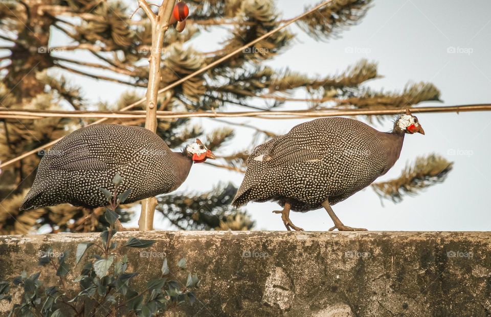 A pair of Guinea fowl marching on a wall.