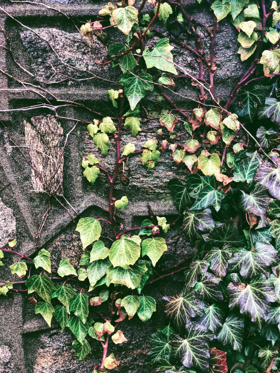 Crazy Plant People!, Ivy On The Wall, Green In Springtime 