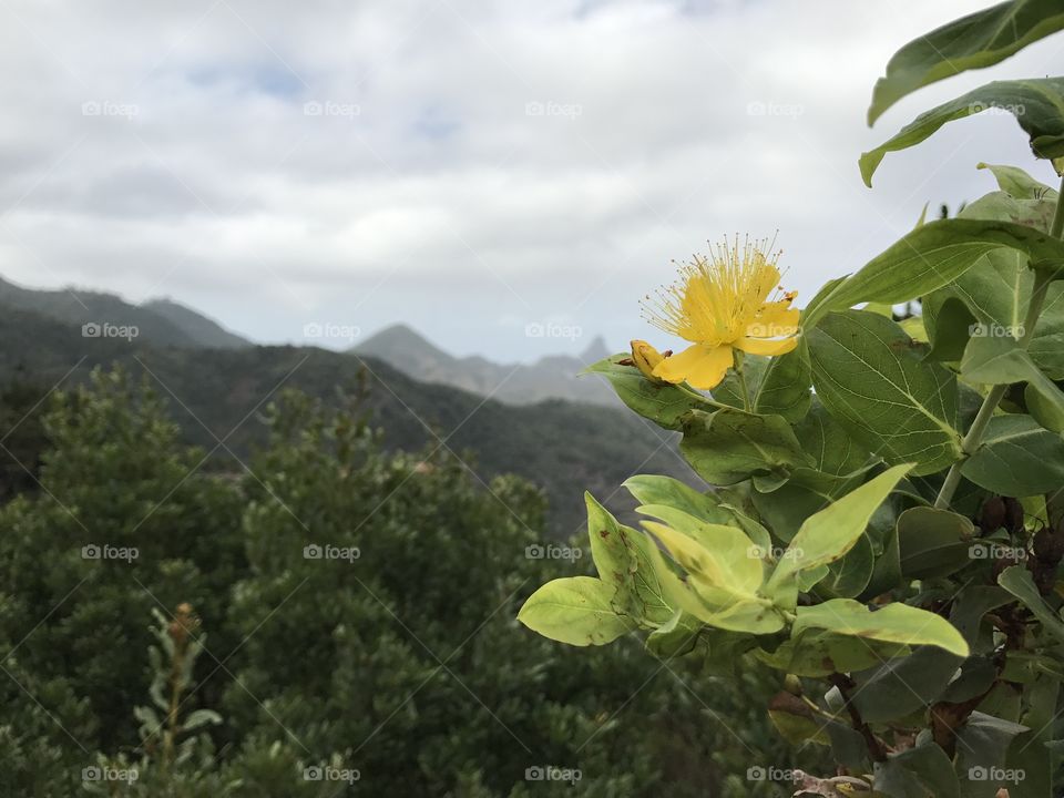 Discovering Tenerife 