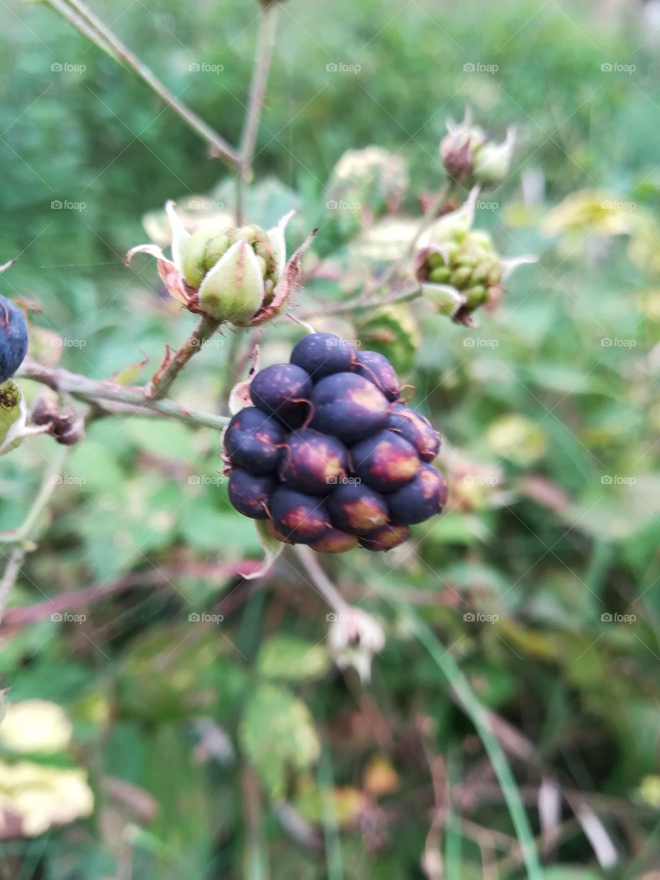 Blackberries