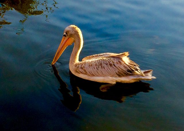 Pelican