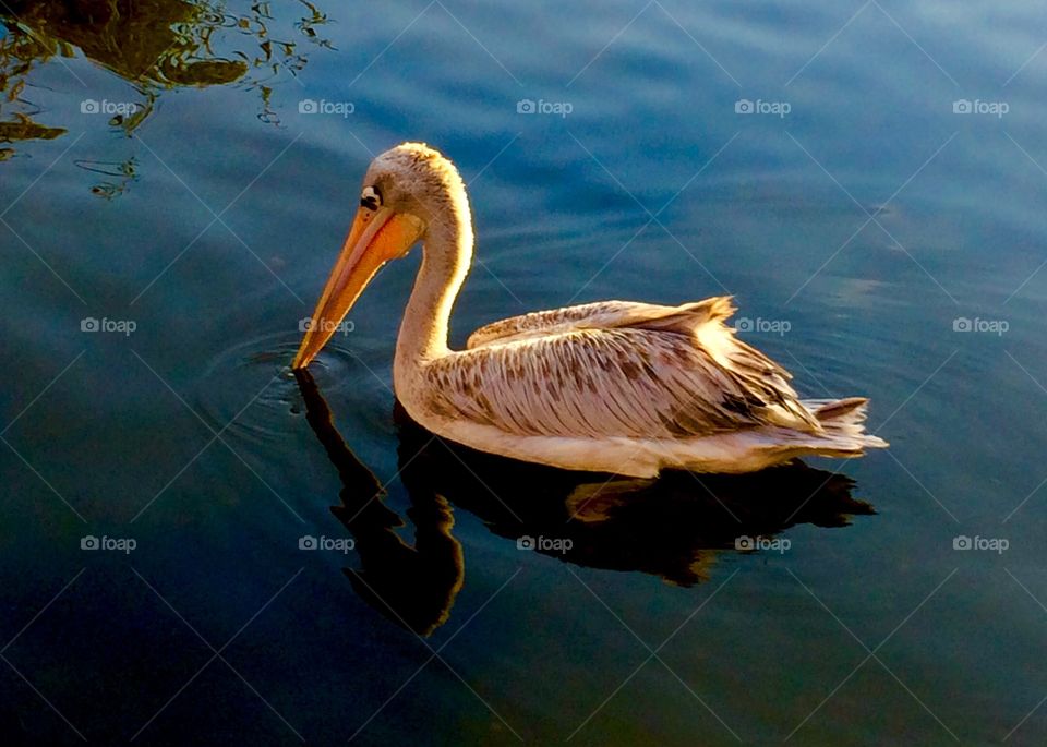 Pelican