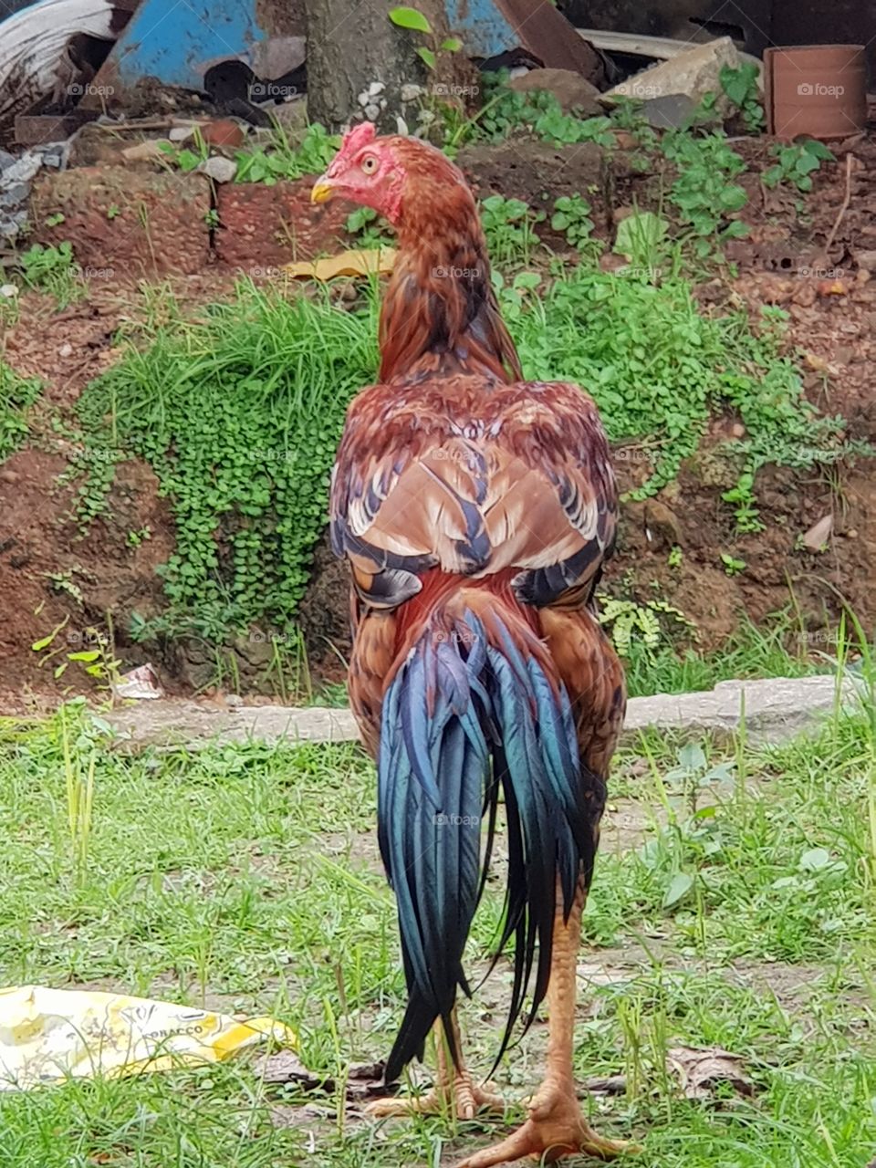 Fighter Cock Relaxing