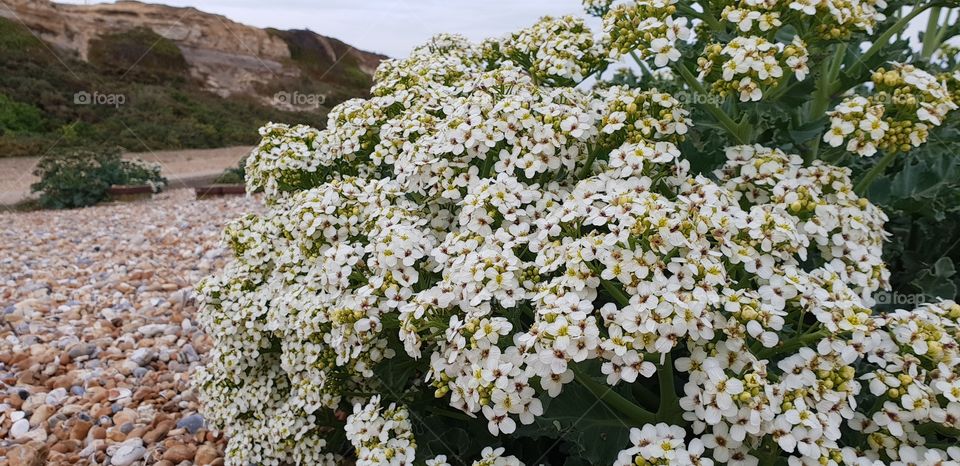 Sea kale flowers