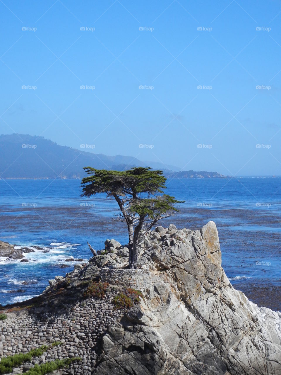 lonely cypress, California