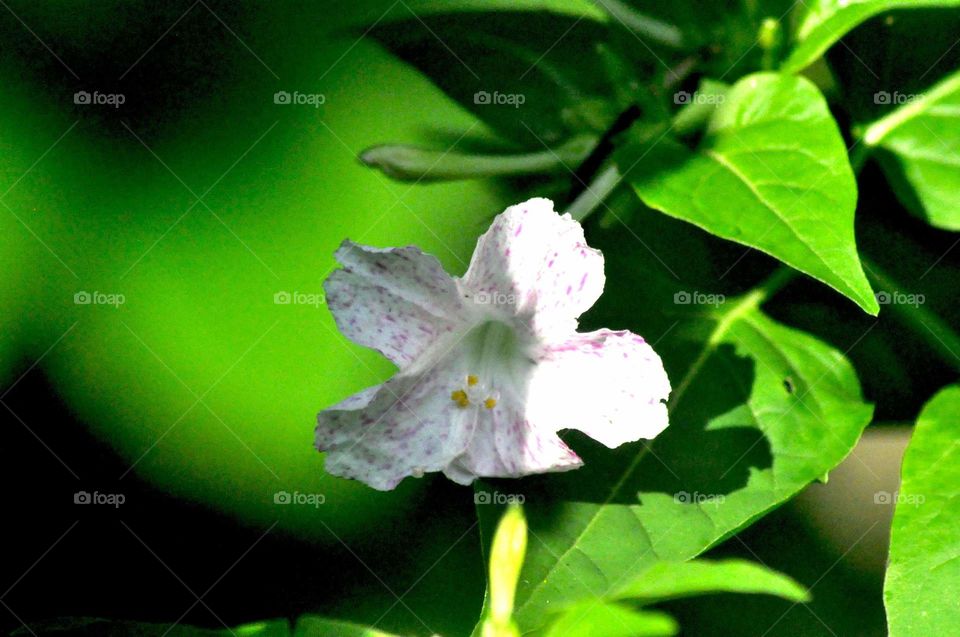 --White flower in the garden....