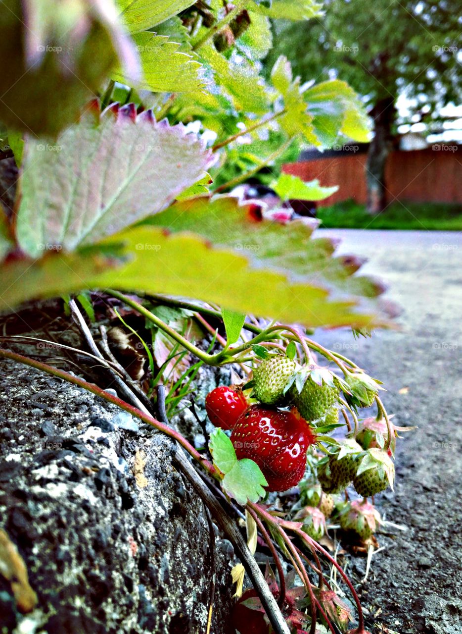 strawberries in the street