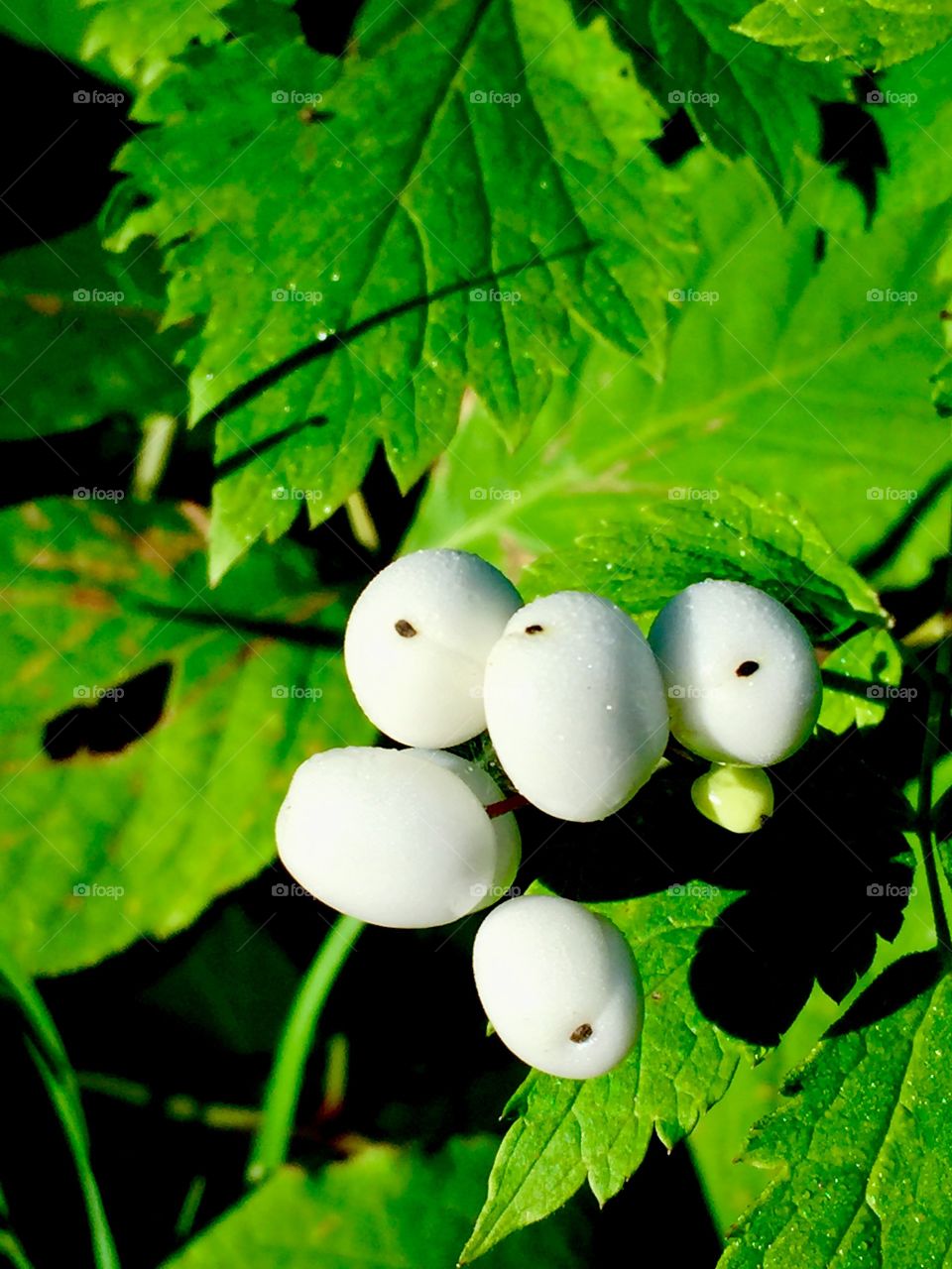 Wild plant berries 