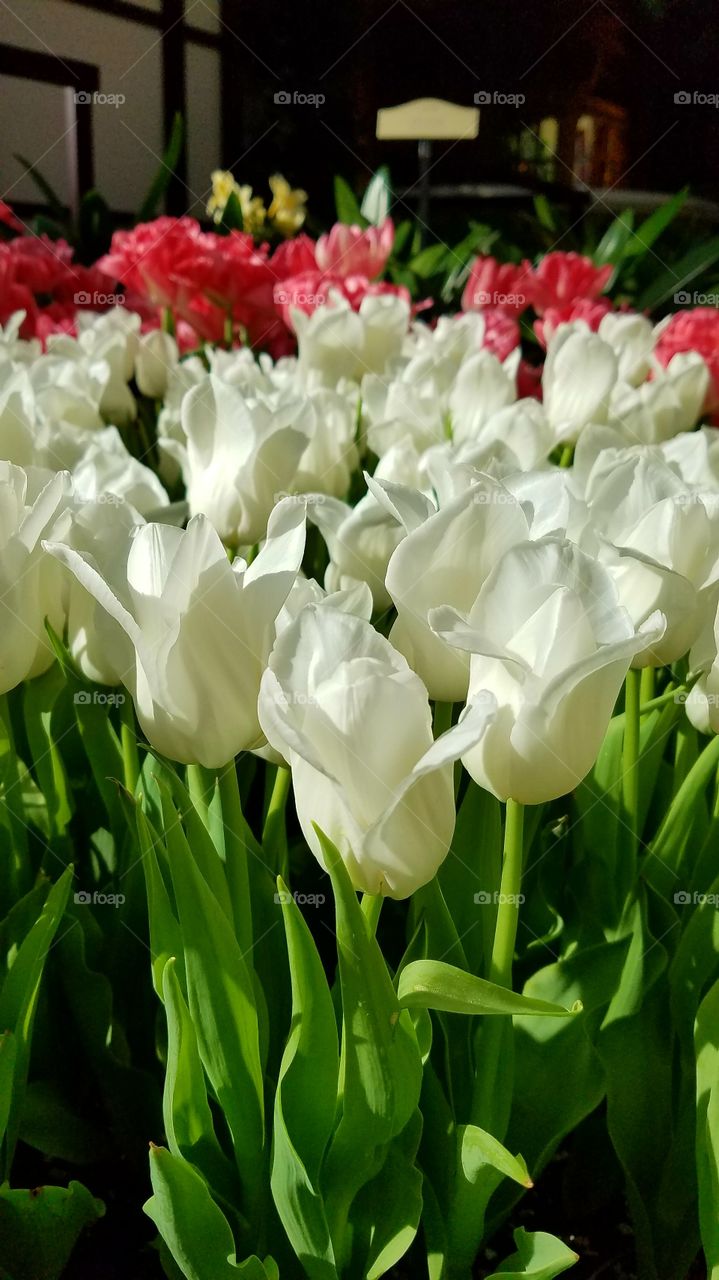 White tulips