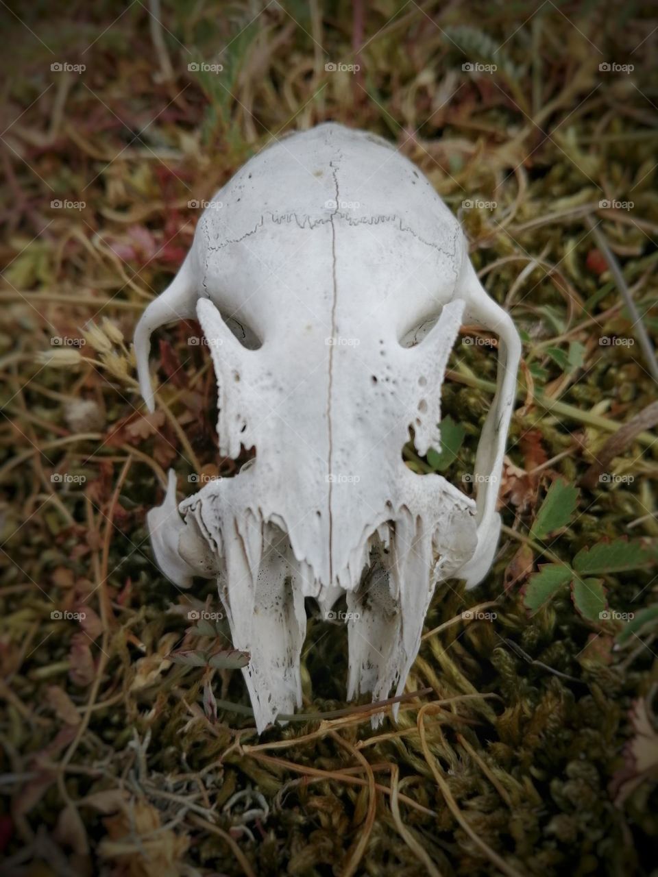 Skull of rabbit