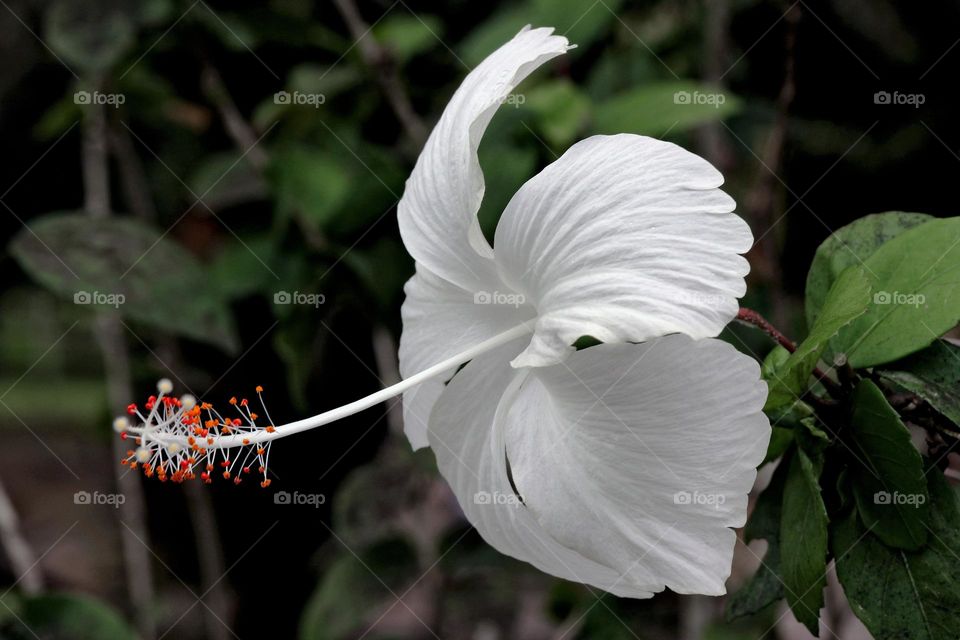 White of Hibiscus