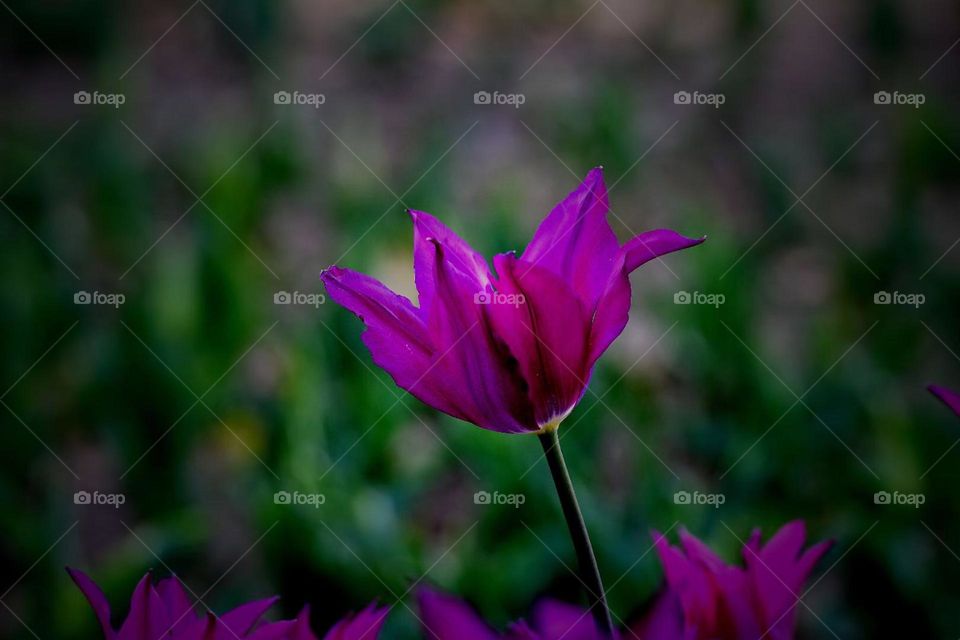 Beautiful flowers outside 