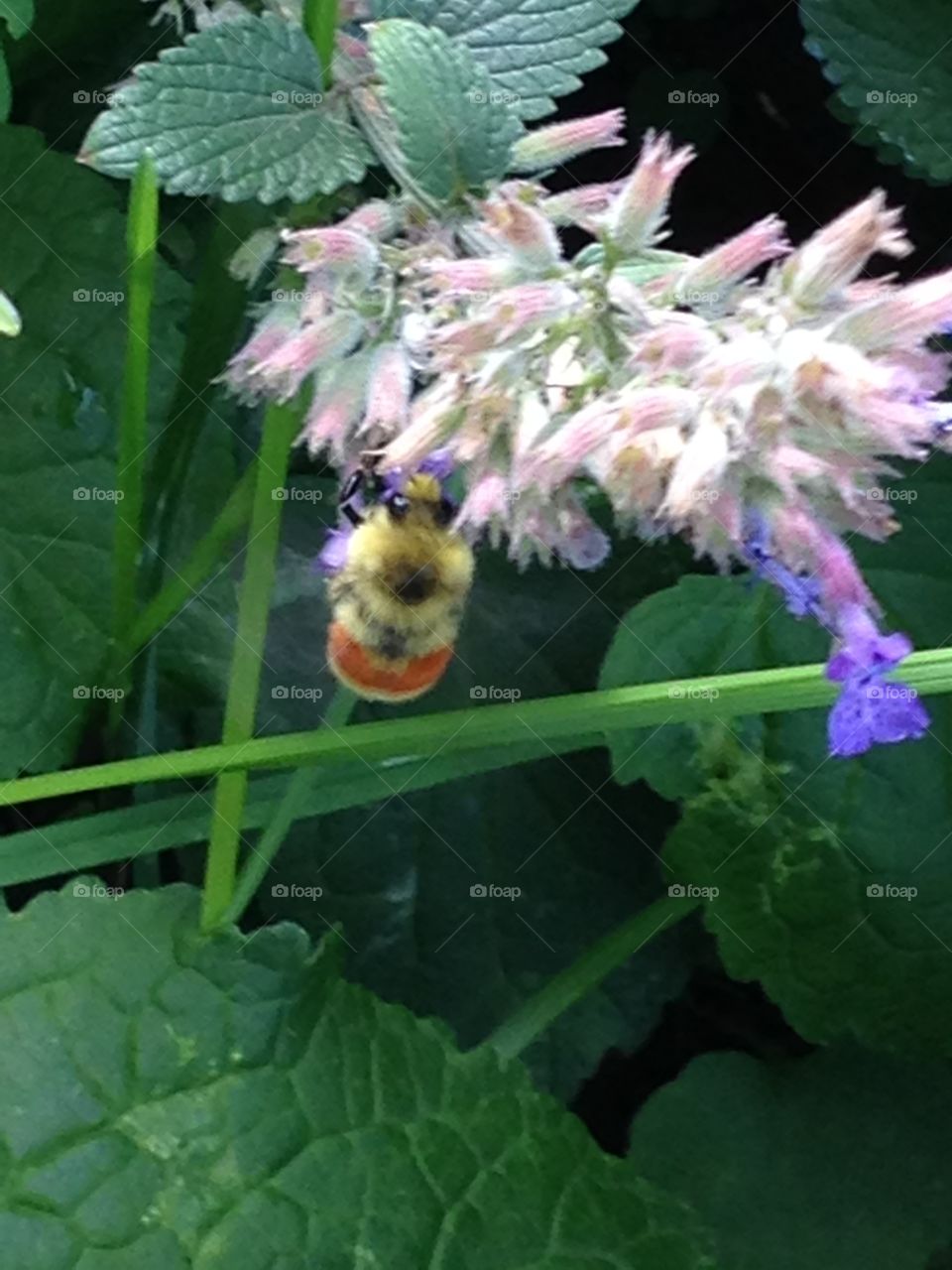 Bee in catnip