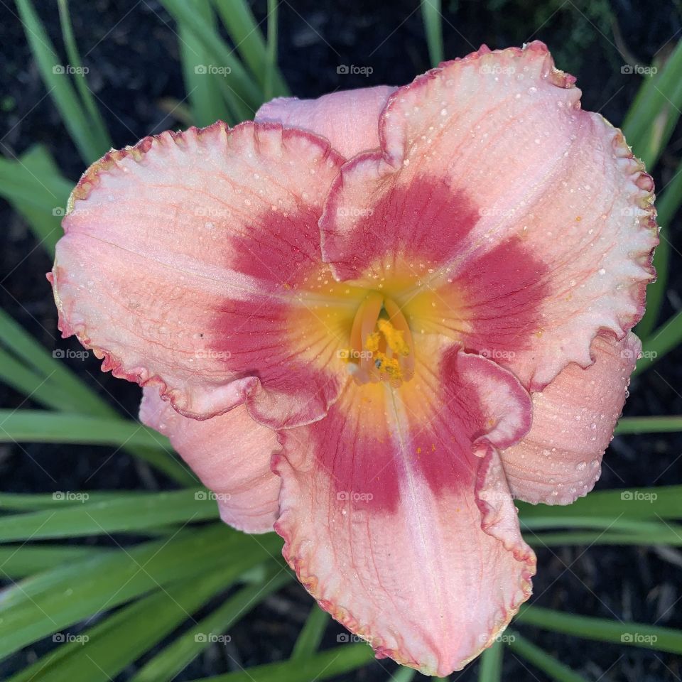 All you need is love