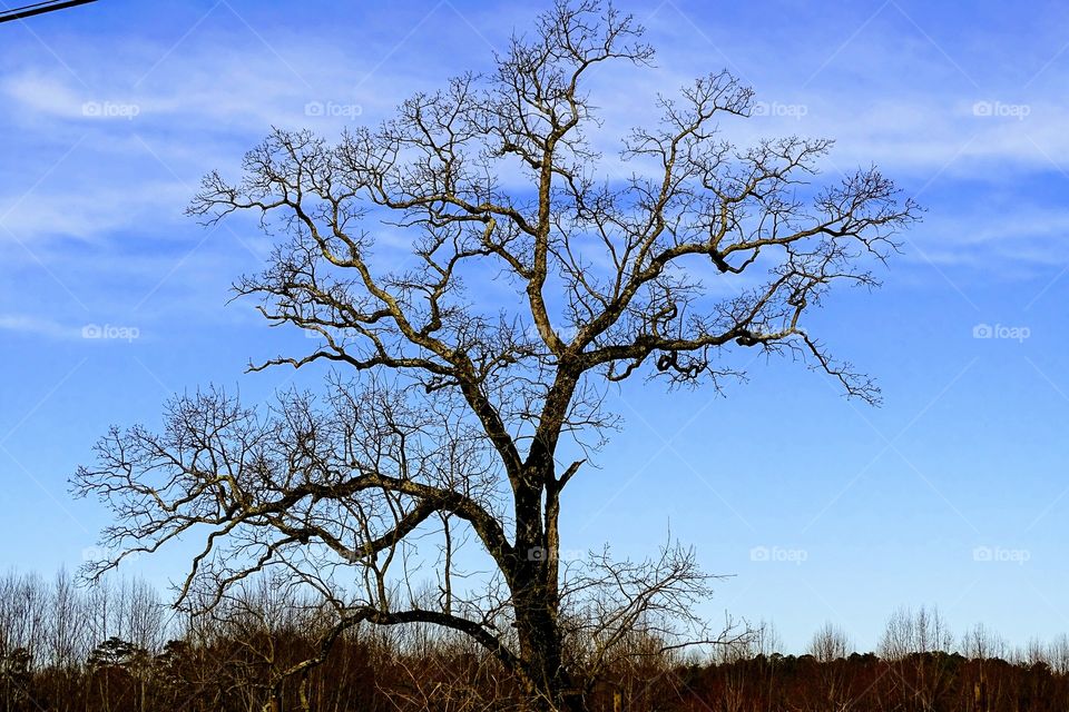 Tall oak during winter