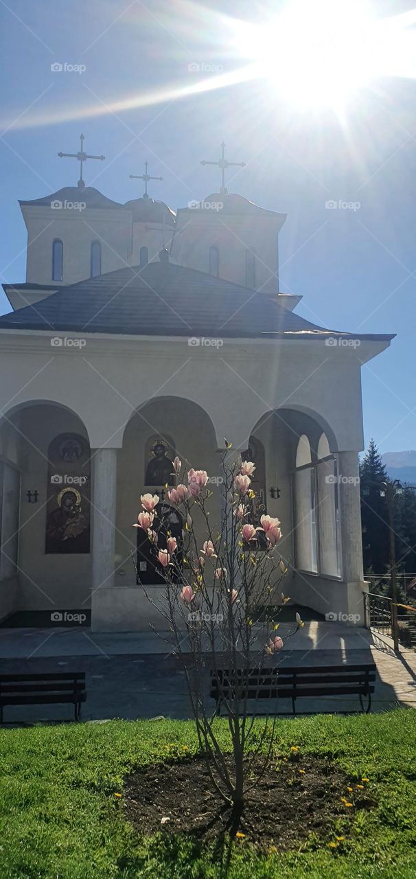 Magnolia in front of the church