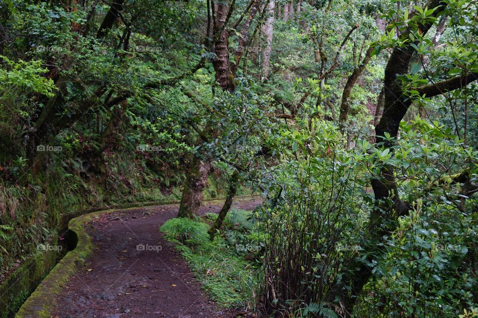 Sentier le long d'une levada dans la forêt humide (Ribeiro Frio - Madère)