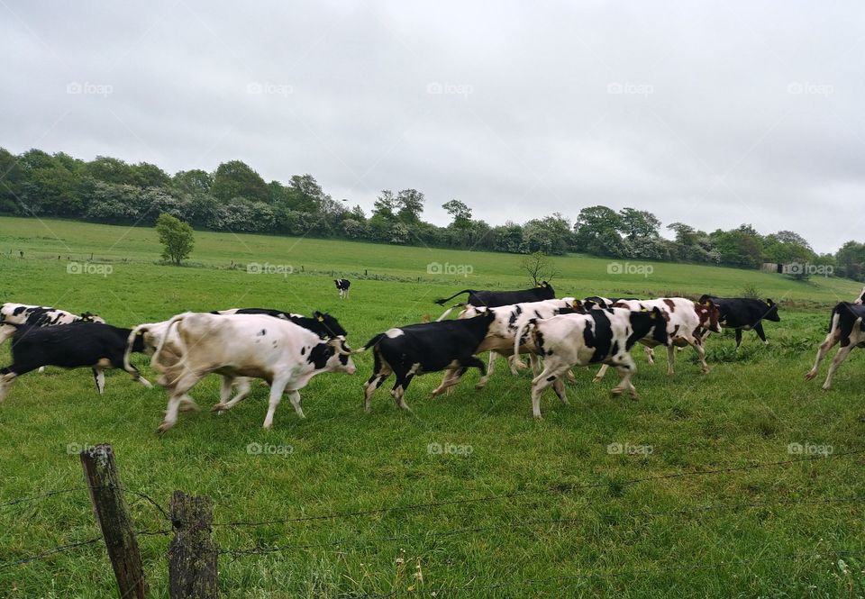 kuh rennen laufen Herde cow