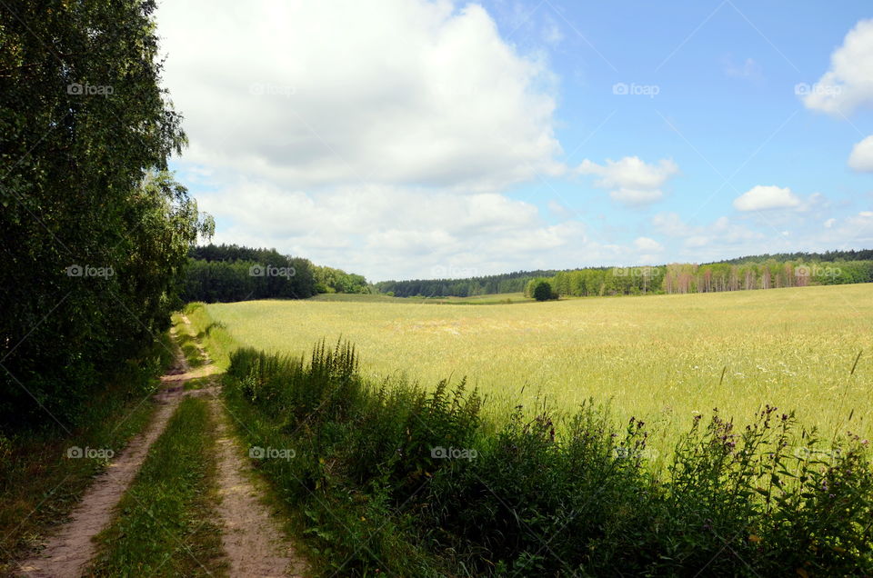 Fields of the crops, Mazurian region in Poland