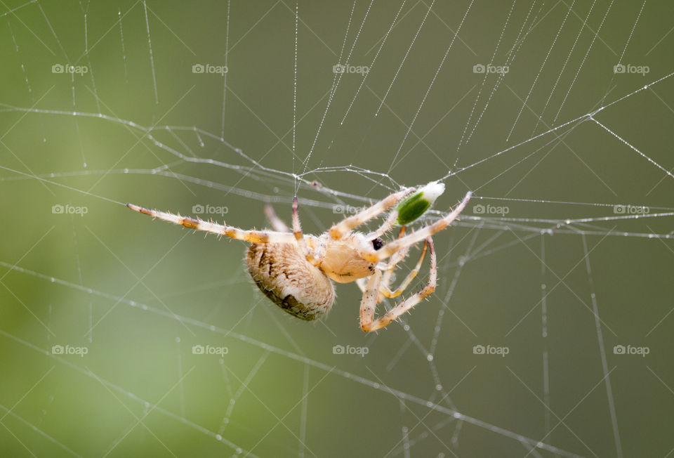Close-up of spider on web