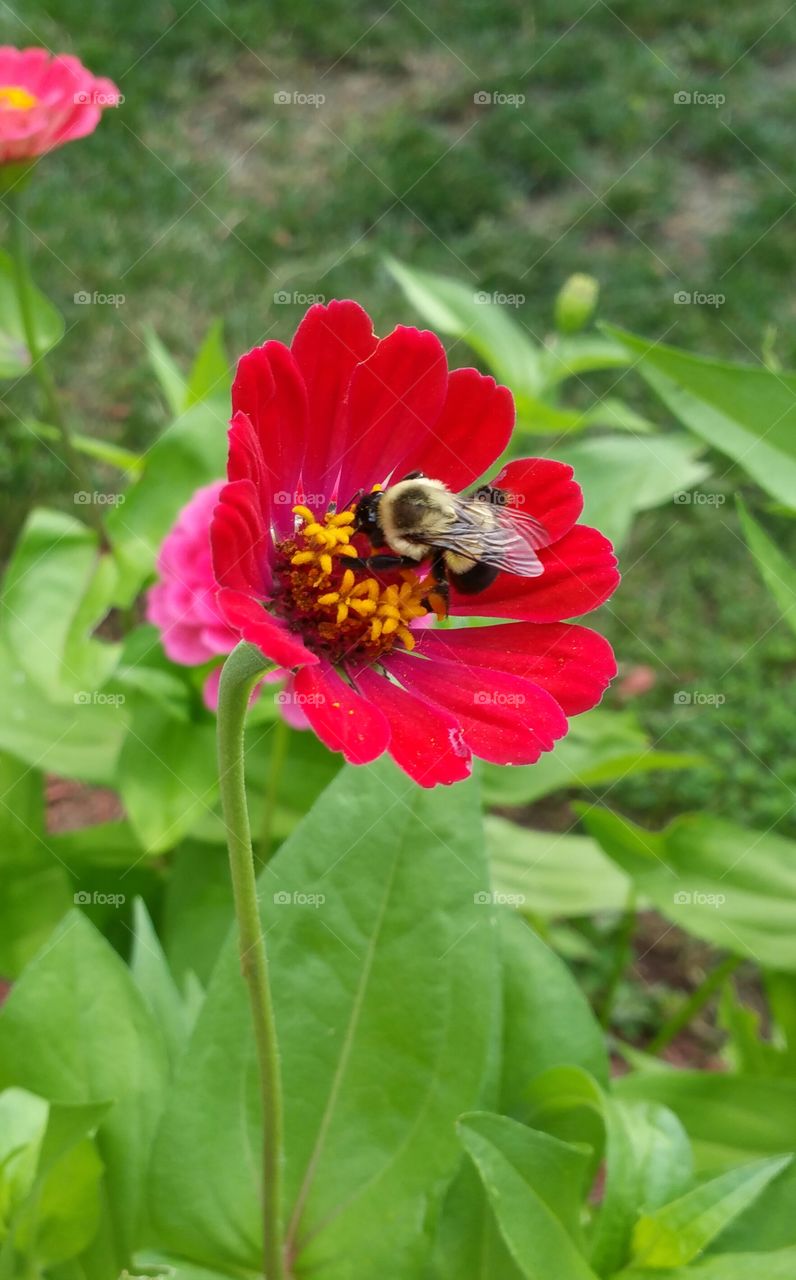 This is a close up shot of a bumble bee in my mother's garden. I love nature.