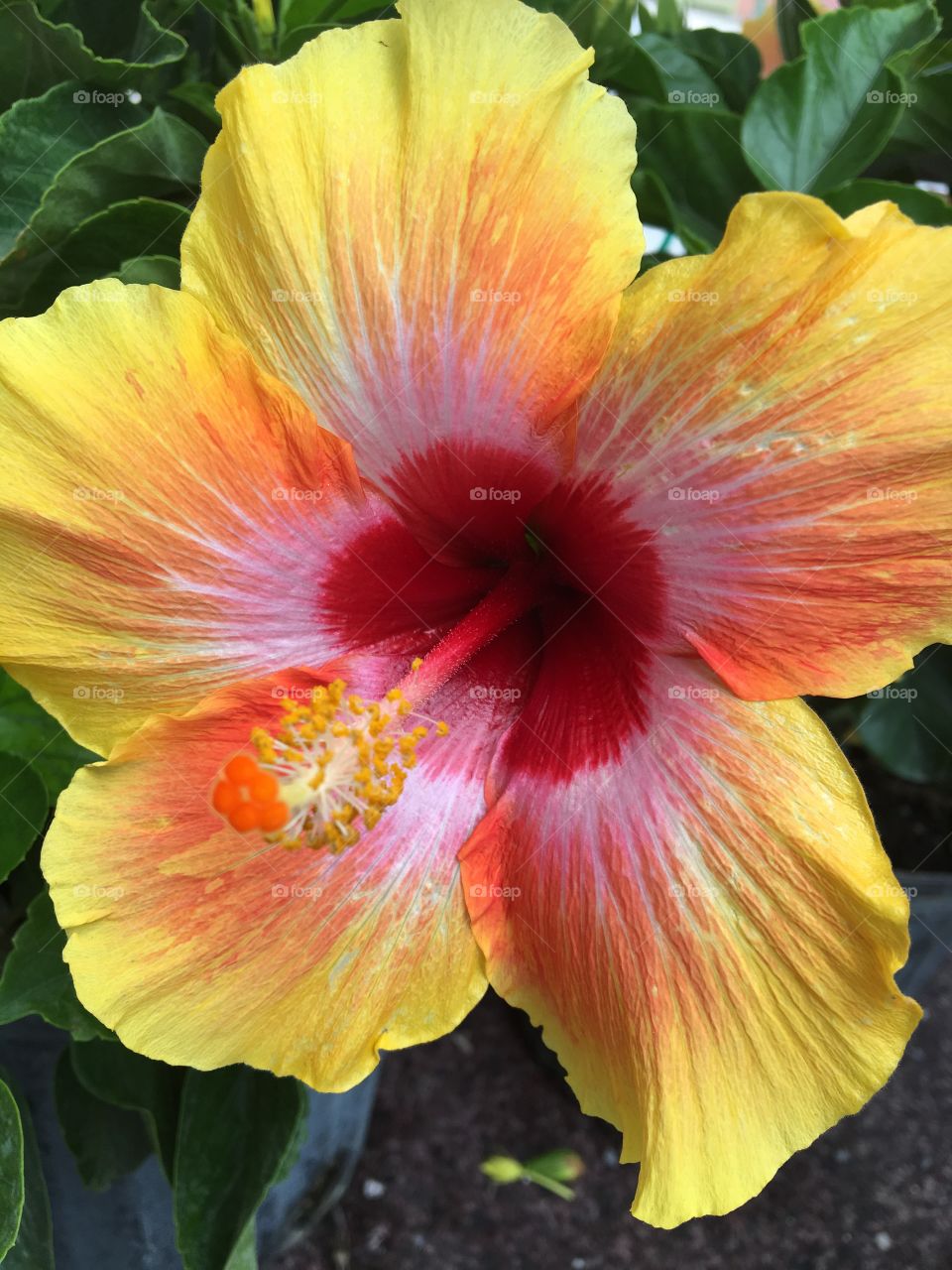 Hibiscus flower blooms