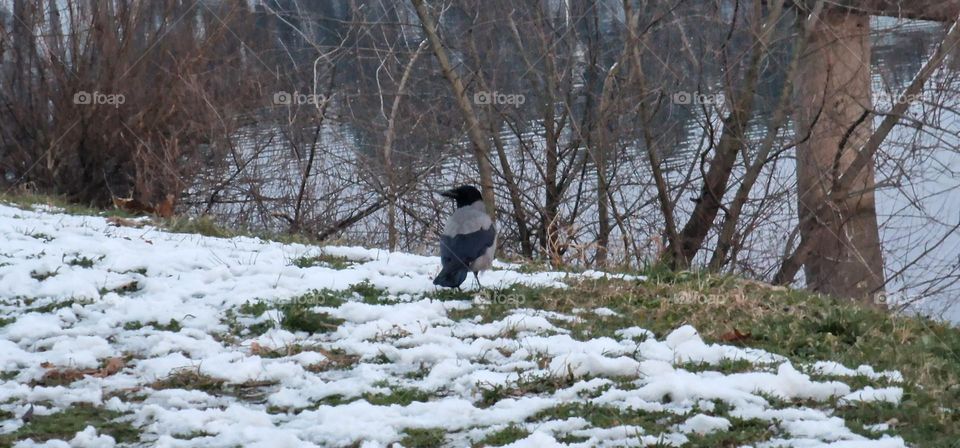 Crow searching for food in the grass covered in snow