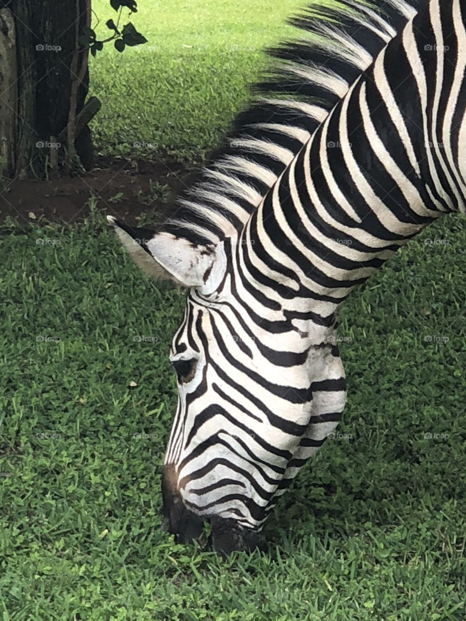 Zebra closeups 