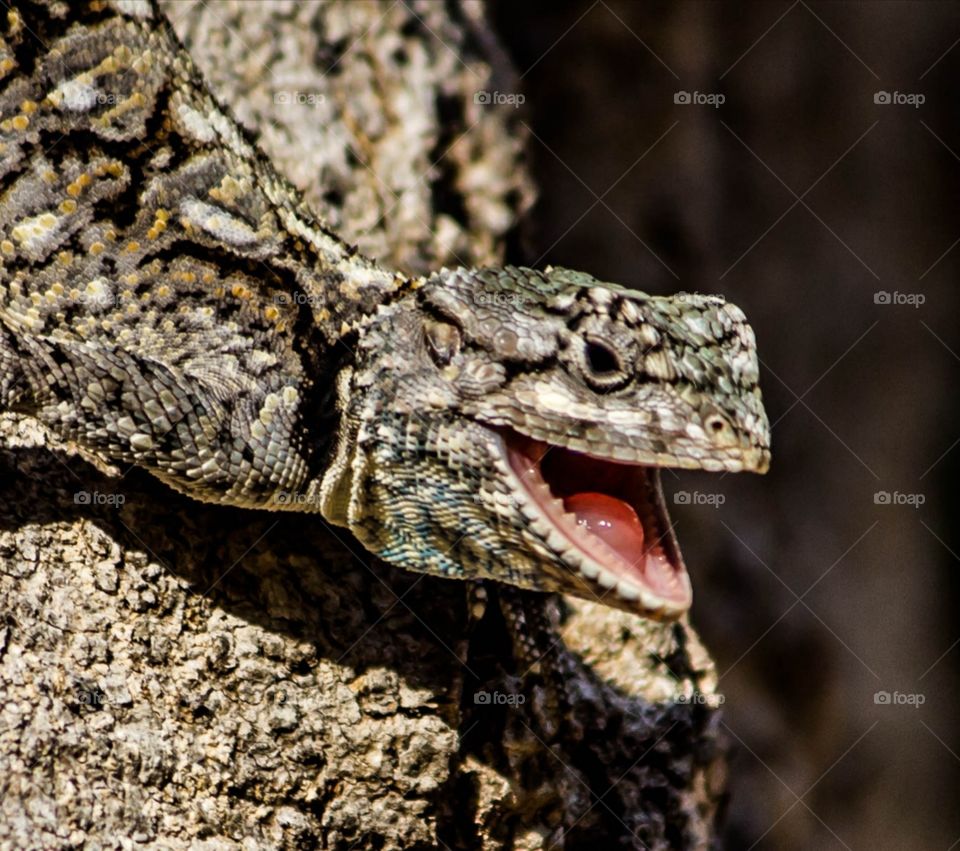 Lizard laughing