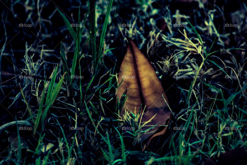 fallen leaf in the grass