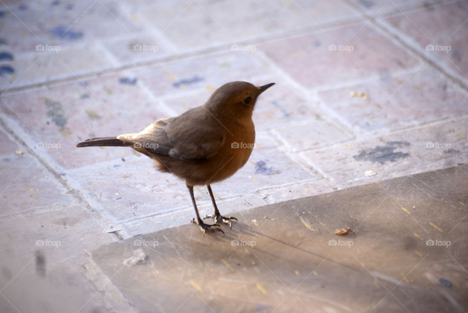 Little bird with its long shadow, revisiting after a long time.