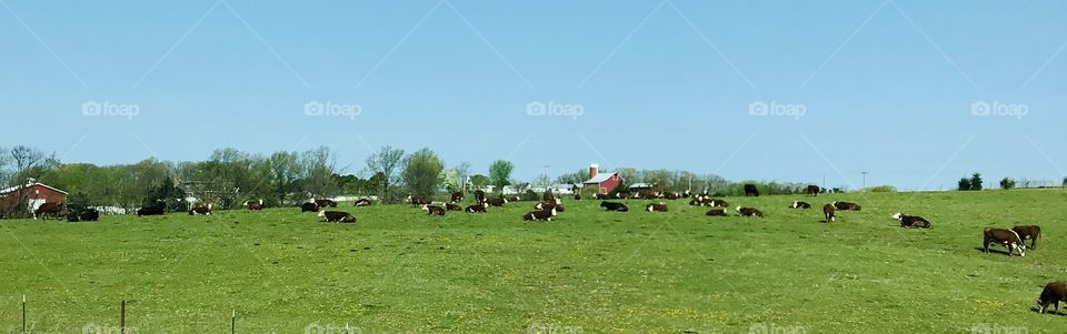 Lazy cows