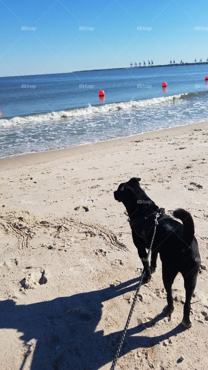 black dog on a beach